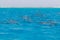 Snorkeling people swimming with dolphins  in blue water sea, nature beauty, beautiful playful spinners, summer vacation joy fun