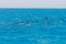 Snorkeling people swimming with dolphins  in blue water sea, nature beauty, beautiful playful spinners, summer vacation joy fun