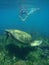 Snorkeling with sea turtles