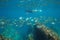 Snorkeling and shoal of fish in Mediterranean sea