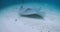 Snorkeling with stingray underwater in Maldives. Sting ray swimming with fishes in blue ocean