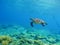Snorkeling in tropic lagoon. Wild turtle swimming underwater in blue tropical sea.