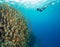 Snorkeling woman exploring beautiful ocean sealife, underwater p