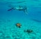 Snorkelling around Westpunt with turtles