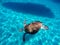 Snorkelling around Westpunt with turtles