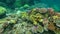 Snorkelling in a coral reef in coral sea at the Great Barrier Reef Queensland Australia