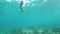 Snorkling woman taking photo to underwater world in transparent sea water. Young woman swimming in snorkeling mask and