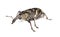 Snout beetle (Hylobius abietis)