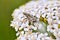 Snout beetle sitting on the milfoil flower. Weevil closeup macro photo