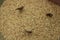 Snout beetles or rice weevils in organic brown rice grains