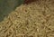 Snout beetles or rice weevils in organic brown rice grains