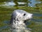 Snout of a common seal Phoca vitulina Linnaeus in the zoo of Skansen park. The seal is a carnivorous mammal belonging to the Pho