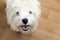 Snout of a dog with white coat, West highland white Terrier