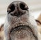 Snout of a galgo podenco mix dog