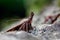 A Snout Macro Moth Portrait, Hypena probosdcidalis, resting on a lichenised stone