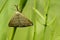 Snout moth