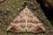 The snout moth (Hypena proboscidalis)