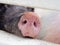 Snout or nose of a pig sticking through a fence smelling and sniffing for food