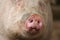 Snout of a Pig