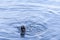 Snout and teeth on  gray seal in New Bedford harbor