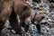 Snout to snout - a new born tiny and cute, grizzly baby is getting contactto its mother