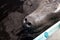 Snout of a West Indian manatee Trichechus manatus swimming in the Orange River