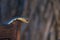 Snouted cobra climbing on garden chair