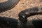 Snouted cobra Naja annulifera, called also - banded Egyptian cobra, highly venomous species
