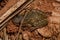 Snouted Tree Frog