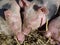 The snouts of young pigs