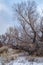 Snow accumulation on winter tree branches and fence posts in desert valley