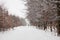 Snow alley road in winter forest.