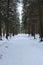 Snow alley in the winter forest