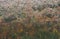 Snow on Autumn Trees, Allegheny Mountains