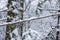 Snow balancing on branch