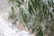 Snow bamboo