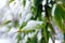 Snow, Bamboo, winter