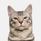 Snow Bengal Cat on White Background