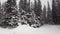 Snow big firs trees Winter, Louise Lake, Alberta Canada