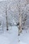 Snow in a birch grove