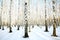 Snow birch grove in december