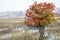 Snow blizzard and fall colors in Colorado