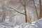 Snow blown by wind from tree branches on a warm, sunny day in the Carpathian mountains, Romania, during a hiking trip