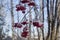 Snow-bound rowan branches with bunches of red berry