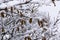 Snow on the branch of oak, snowy tree close-up and oak tree yellow leaves