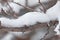 Snow on a branch wood