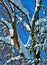 Snow Branches in the Blue