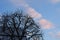 Snow on branches of a horse chestnut tree