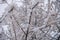 snow branches needles winter yellow tree bush larch sky pattern snowflakes yellow white