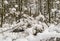 Snow on the branches of trees of unusual shape. Winter day.